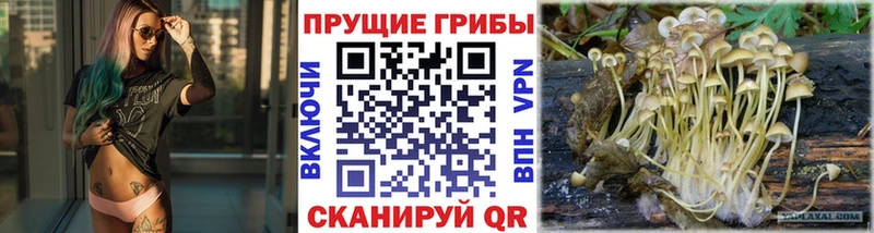 Галлюциногенные грибы MAGIC MUSHROOMS  Купить закладки  Баймак 